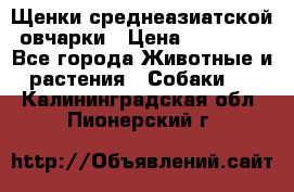 Щенки среднеазиатской овчарки › Цена ­ 20 000 - Все города Животные и растения » Собаки   . Калининградская обл.,Пионерский г.